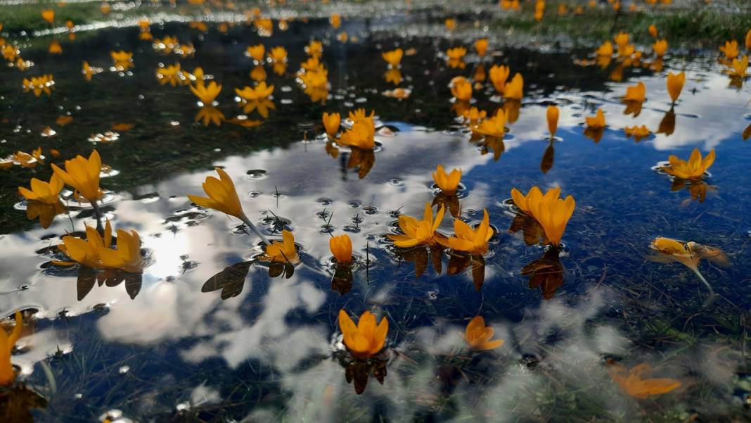 Konya'da çiğdemler yaylayı şölene çevirdi 3